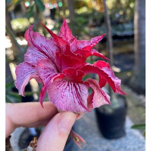 Rosa do Deserto Liberty (RC115)