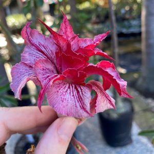 Rosa do Deserto Liberty (RC115)