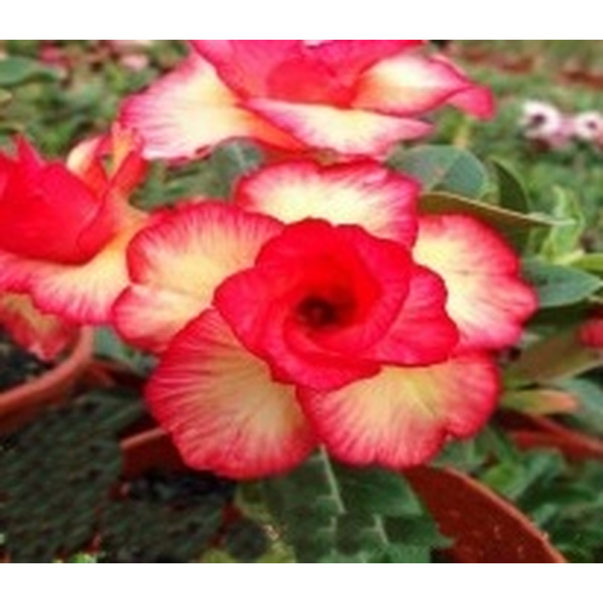 Rosa do Deserto Unparalleled