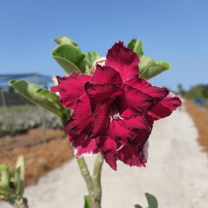 Big Caudex - Rosa do Deserto Imperatriz