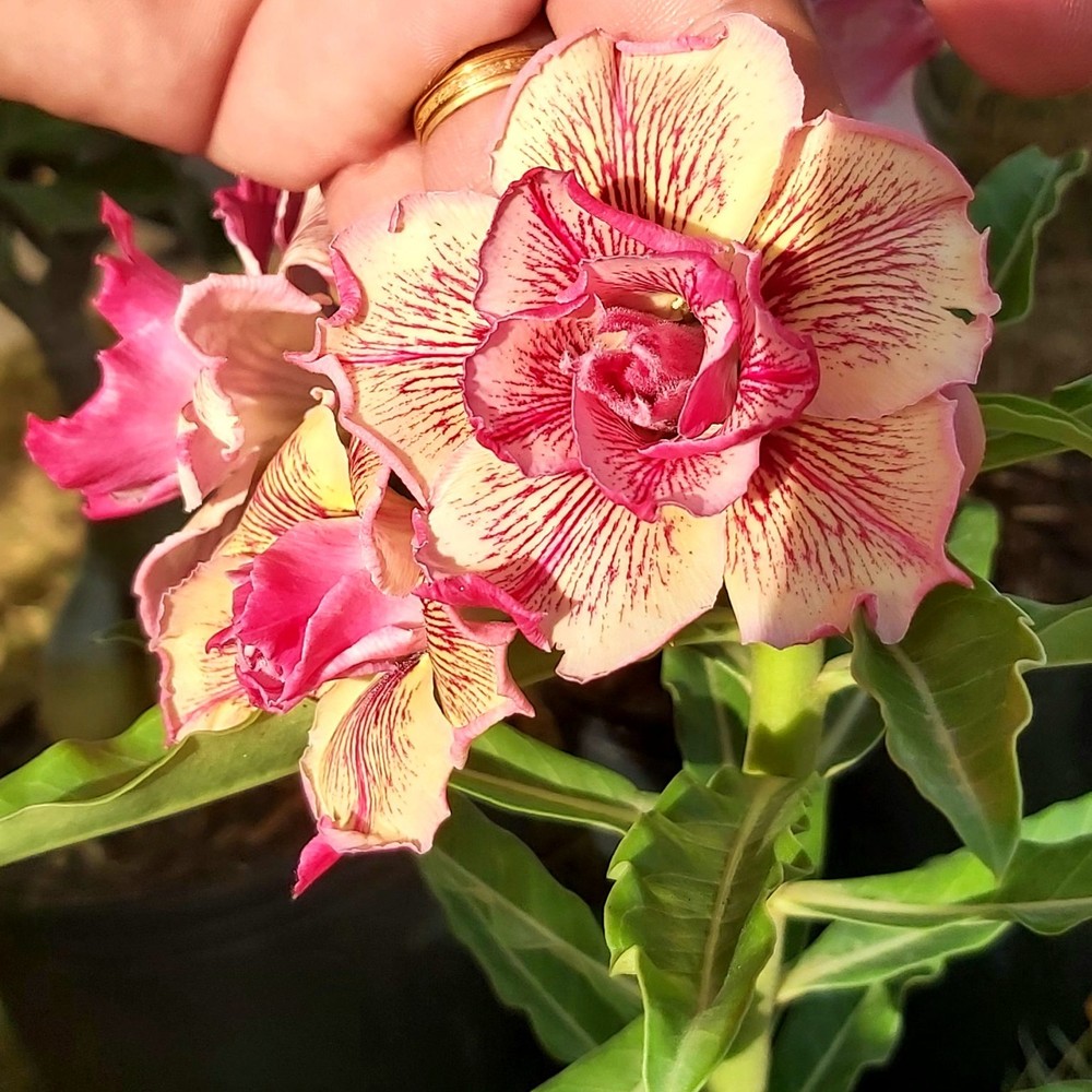Rosa do Deserto Maria