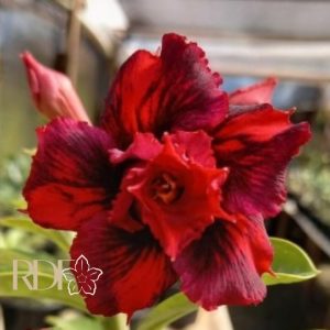 Rosa do Deserto Scarlet