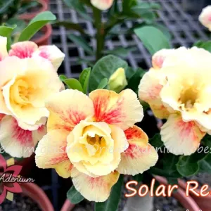 Rosa do Deserto Solar Reef