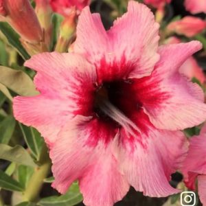 Rosa do Deserto Ts333