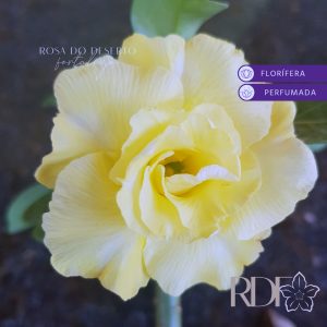 Rosa do Deserto Yellow Masterpice