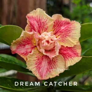 Rosa do Deserto Dream Catcher