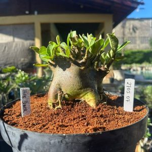 2705 08 Arabicum Hulk black