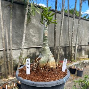 2305 29 Baobá Baby Carmim ( Leilão )