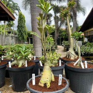 1605 05 Big Caudex  Céu Estrelado