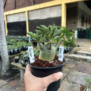 2605 55 Arabicum Poseidon Tigrada F3