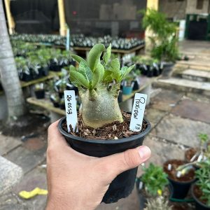 2605 53 Arabicum  Poseidon  F3