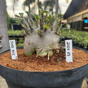 2105 07 Arabicum Black Hulk - Adulta