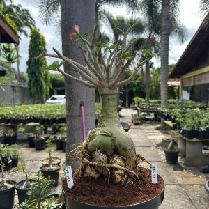 3005 01 Arabicum Bua sila  - Adulta