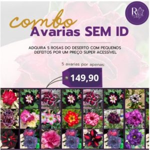 Mix de Mudas sem identificação (5 un)