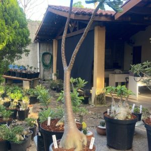 0805 01 Socotranum