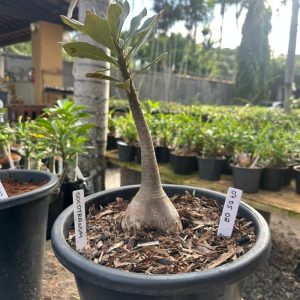 0605 01 Socotranum pura