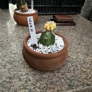 1505 01 Cacto Astrophytum asteria variegata