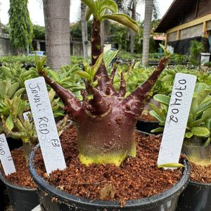 0704 02 Arabicum Javali Red f3