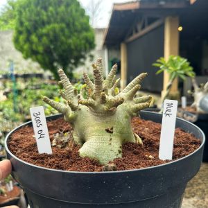 3005 04 Arabicum Hulk ( leilão ) - Adulta