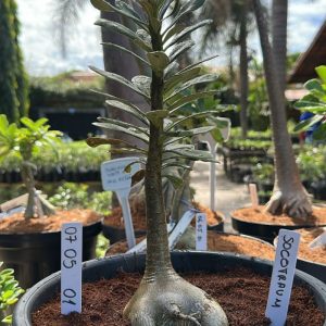0605 01 Socotranum ( Leilão )