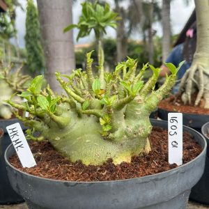 1605 01 Arabicum MK Mk - Adulta