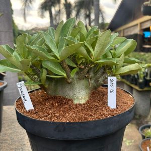 2105 16 Arabicum Dinossaur - Adulta