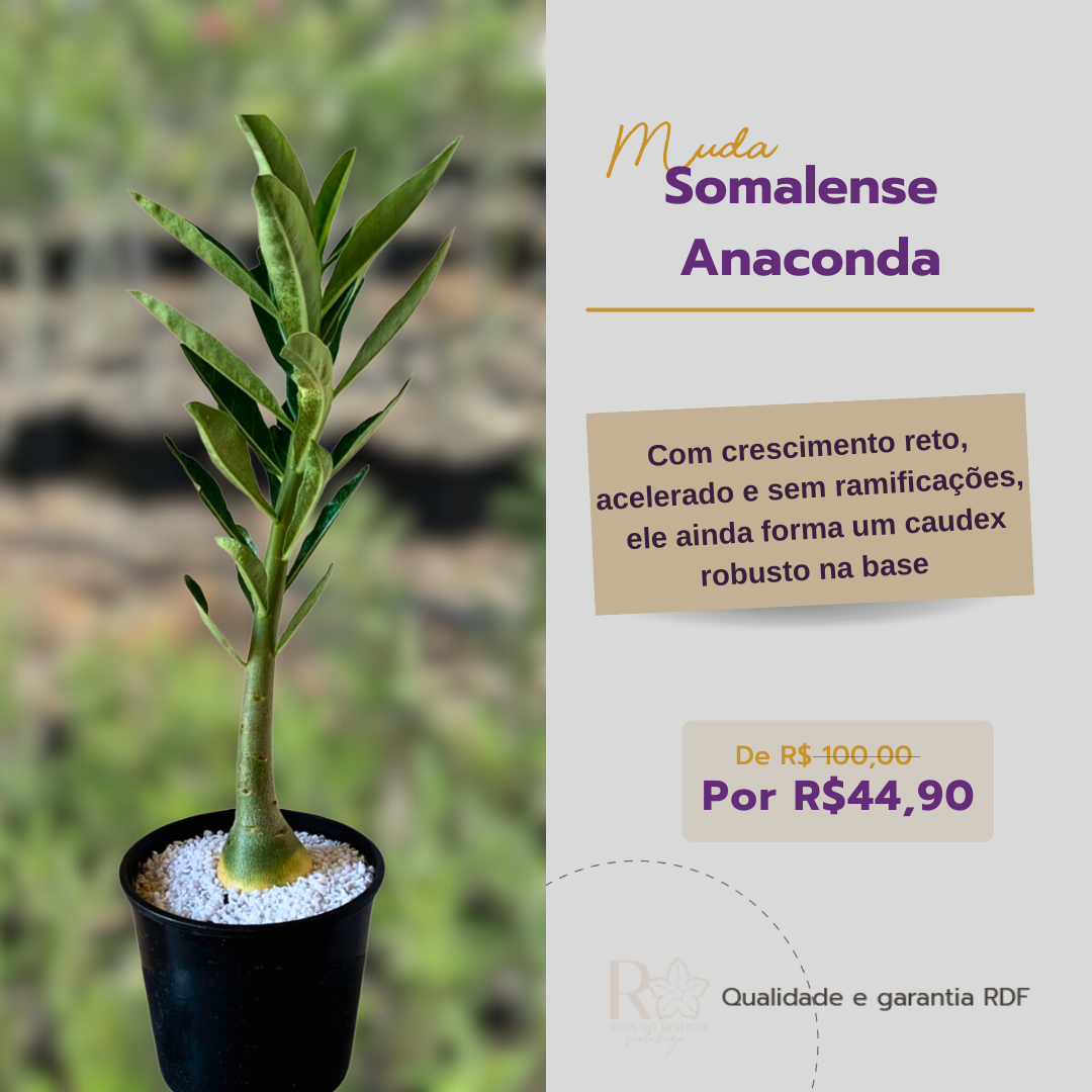Mudas de semente Rosa do Deserto RDF
