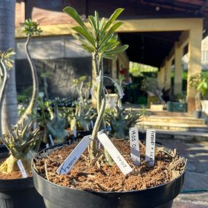 1905 01 ROSA DO DESERTO FERRARI + LILAC FROST (RAPUNZEL)