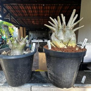 2905 01 Arabicum Dinossauro (2uni) - Adulta