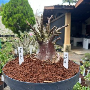2905 01 Arabicum Black Stone ( Leilão ) - Adulta