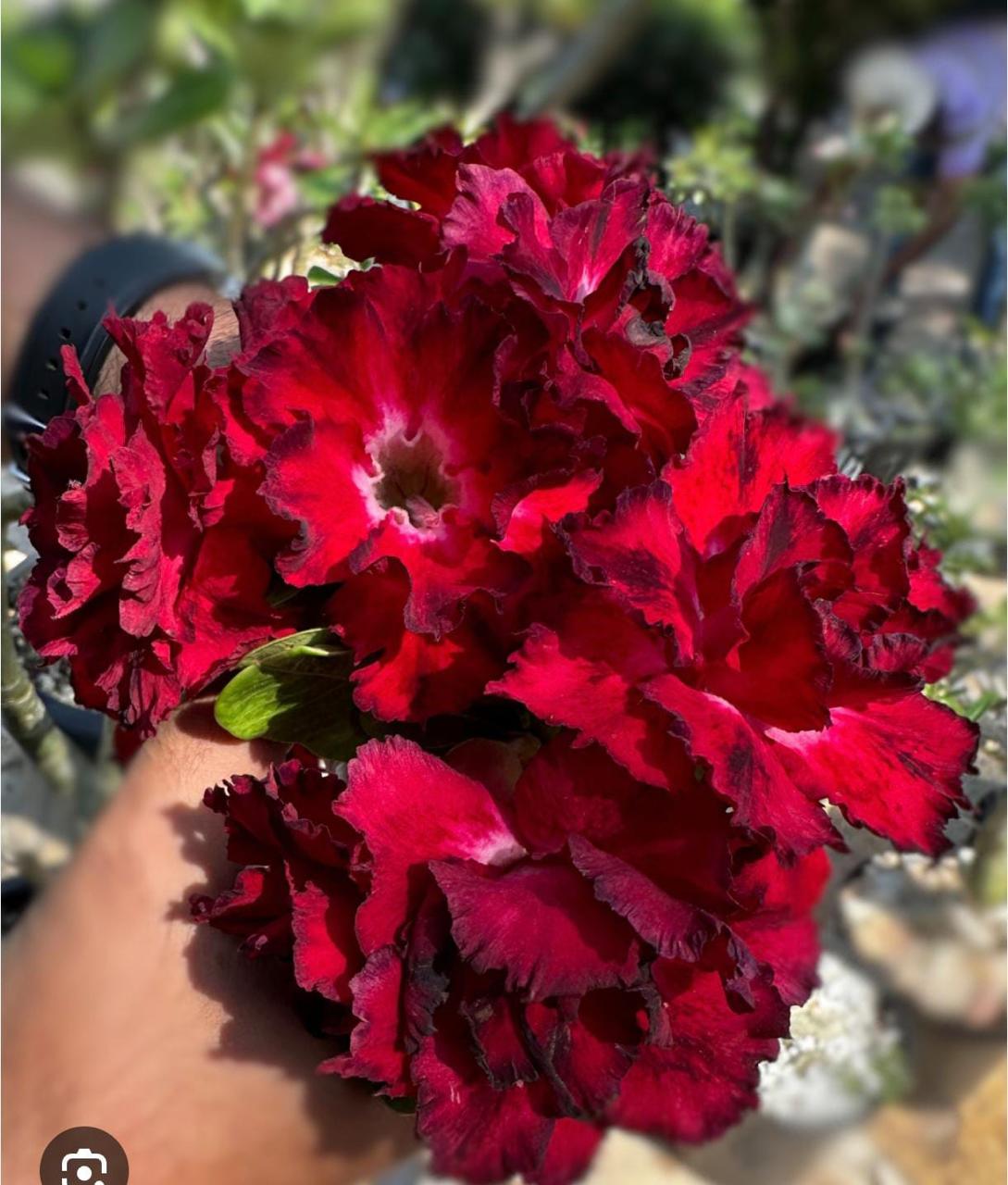 Buquê vermelho gigante de Rosa do Deserto RDF