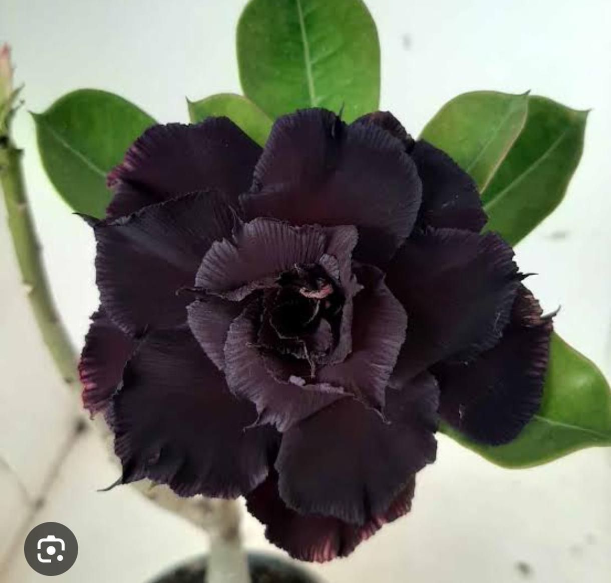 Flor negra de Rosa do Deserto — planta segura