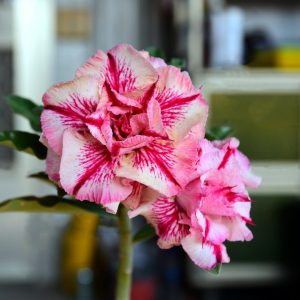 Avaria - Rosa do Deserto Daisy Love