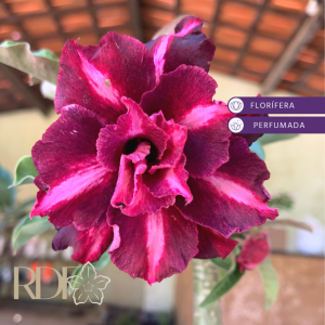 Avaria - Rosa do Deserto Yu Jiao