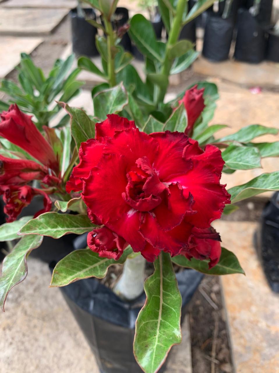 Podadinha - Rosa do Deserto Etna - Imagem 2