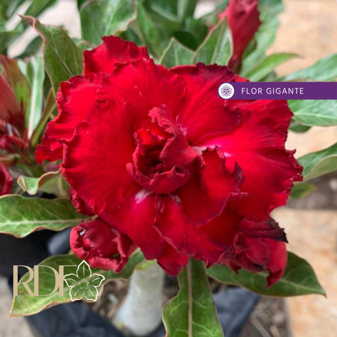 Podadinha - Rosa do Deserto Etna