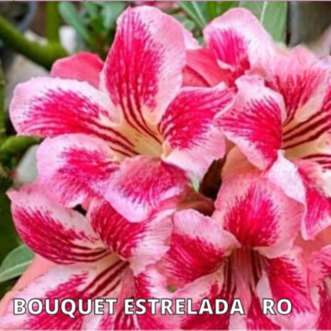 Avaria - Rosa do Deserto Buque Estrelado