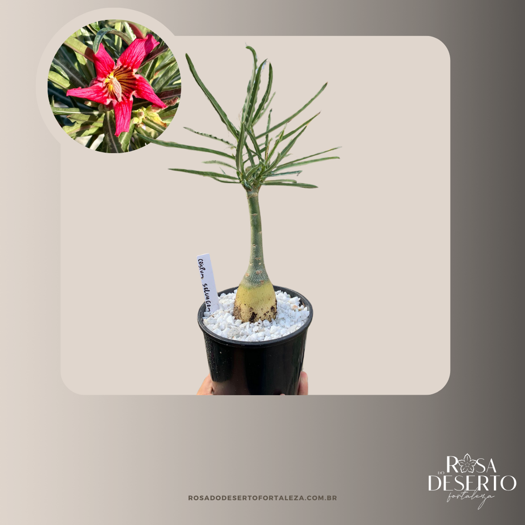 Avaria - Rosa do Deserto Crispum Selvagem