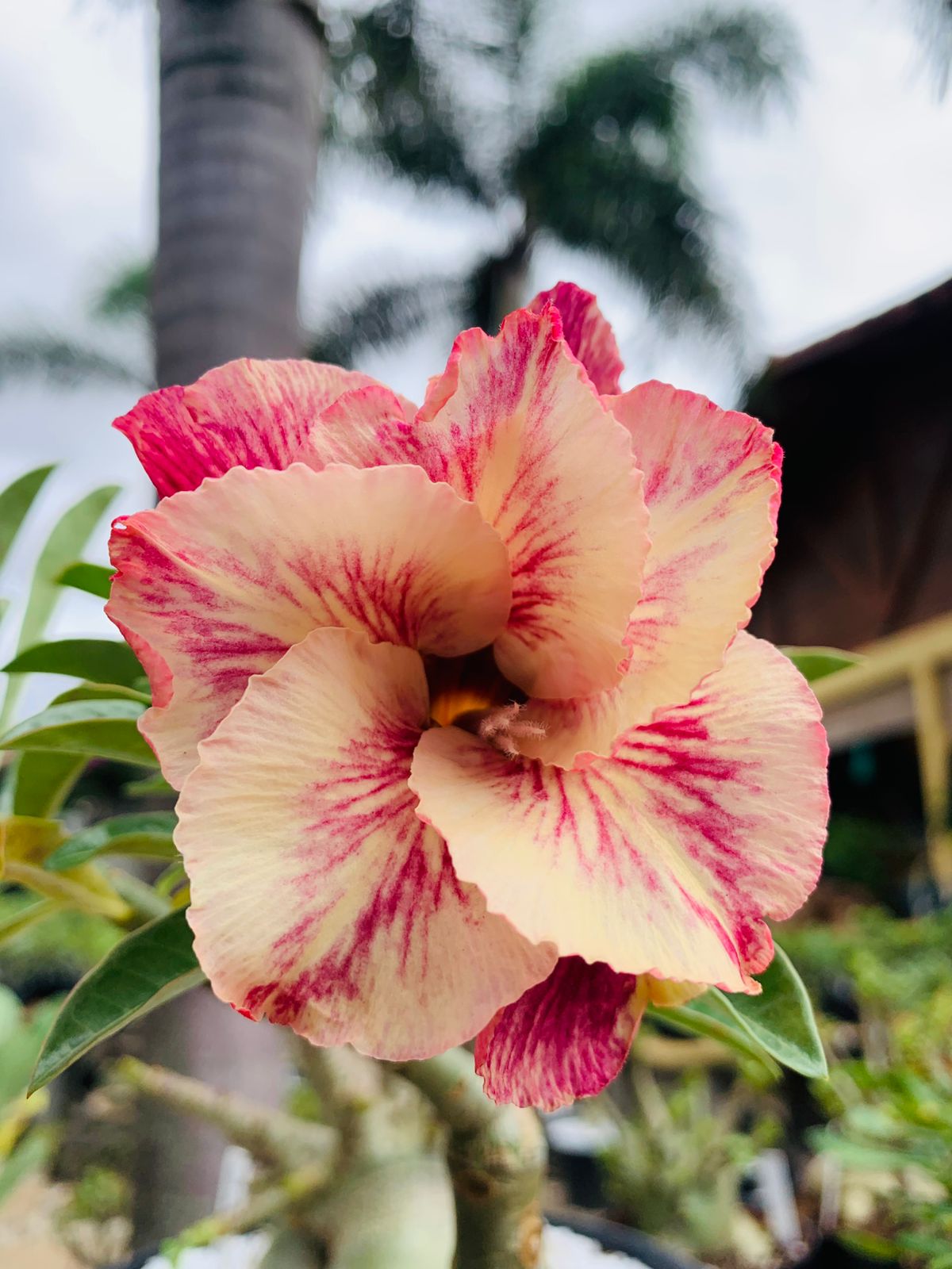 Pré Venda - Rosa Do Deserto Menina Veneno