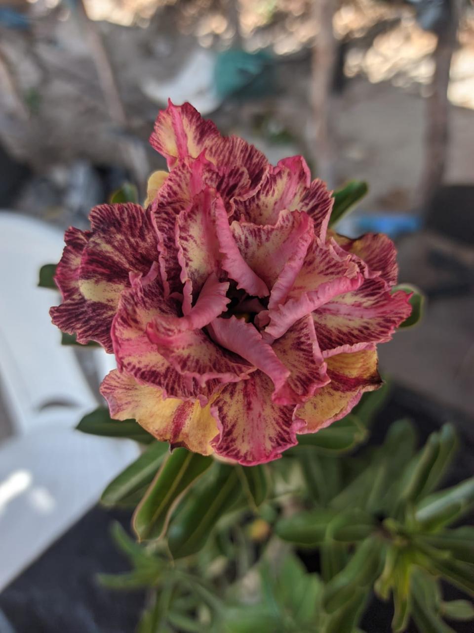 Pré Venda - Rosa do Deserto Triple Whish III - Imagem 2