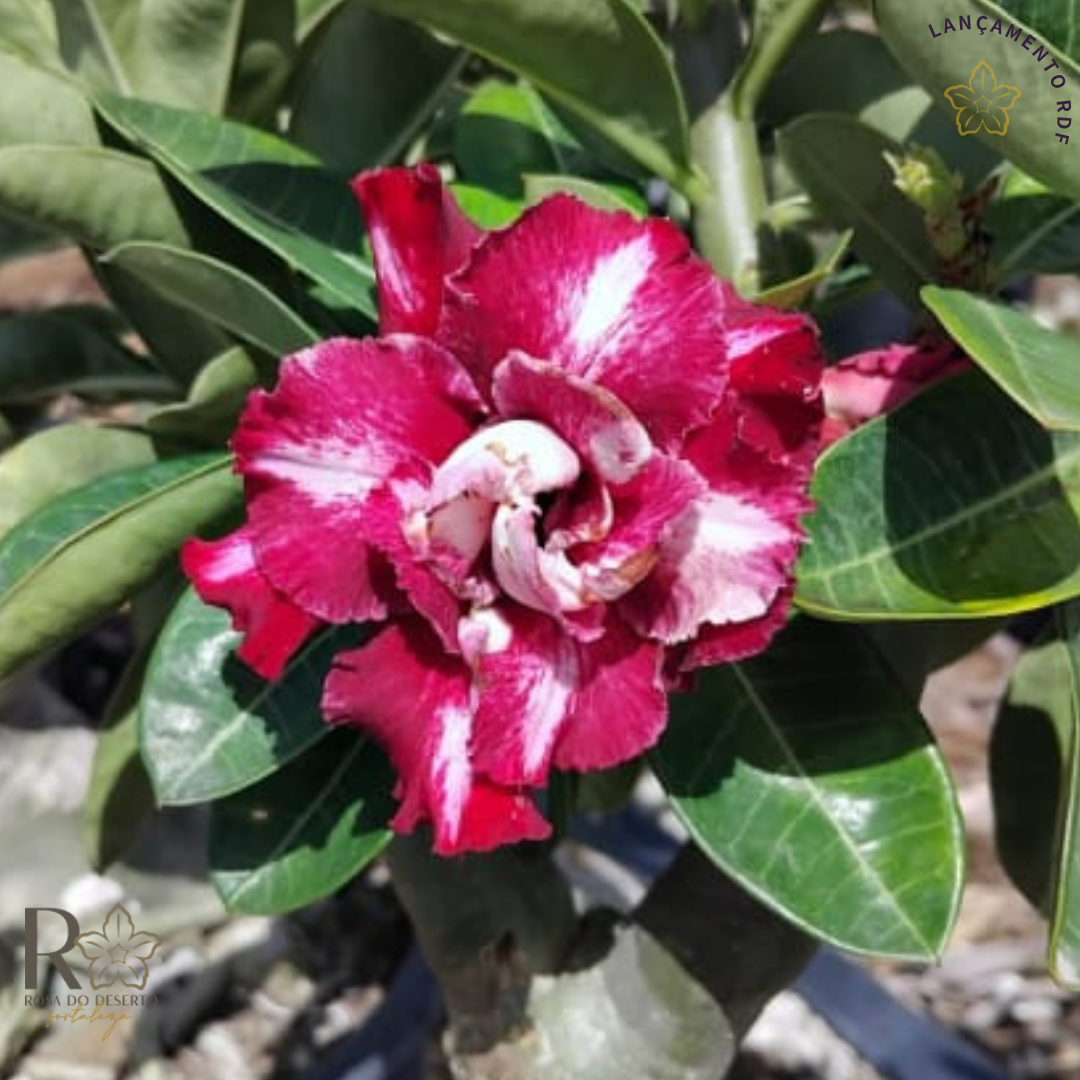 Pré Venda - Rosa do Deserto Mei Xiang 2 - Imagem 2