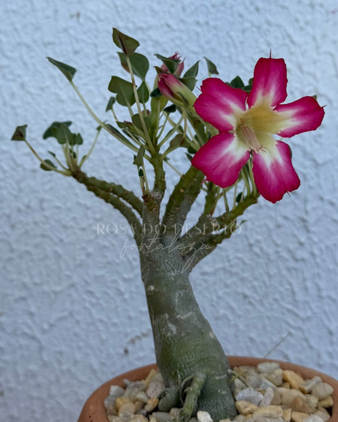Pré Venda - Rosa do Deserto Fiona - Leaf Spoon (Pink Mutante) - Imagem 2
