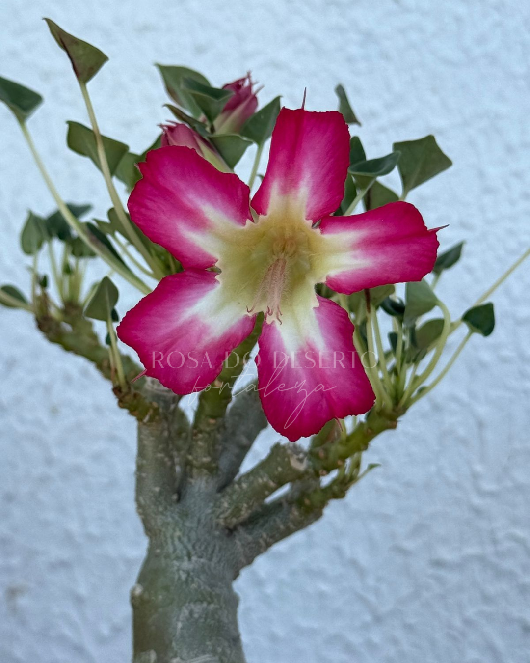 Pré Venda - Rosa do Deserto Fiona - Leaf Spoon (Pink Mutante) - Imagem 5