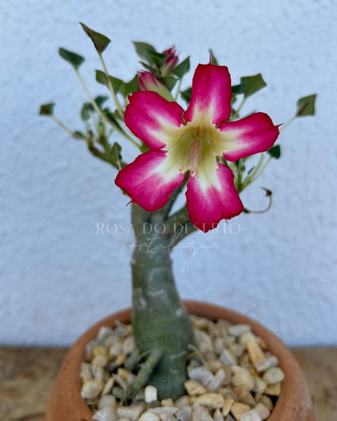 Pré Venda - Rosa do Deserto Fiona - Leaf Spoon (Pink Mutante) - Imagem 4