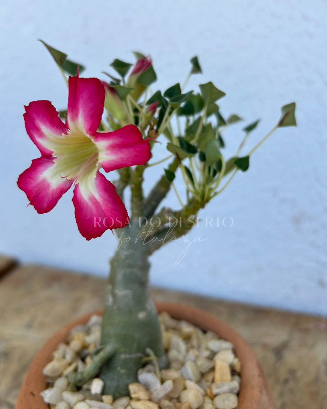 Pré Venda - Rosa do Deserto Fiona - Leaf Spoon (Pink Mutante) - Imagem 6