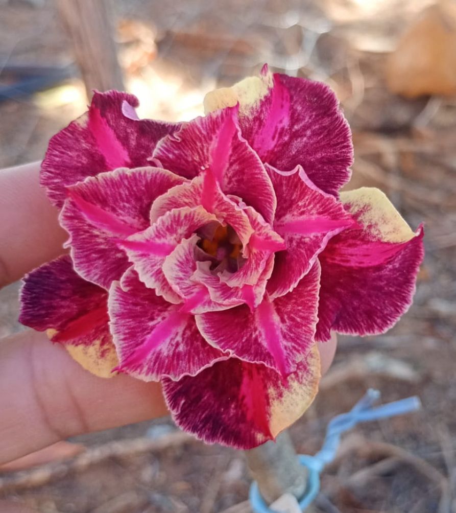 Pré Venda - Rosa do Deserto Triple Whish III