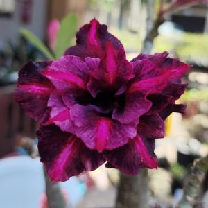 Podadinha - Rosa do Deserto Ferrari Black