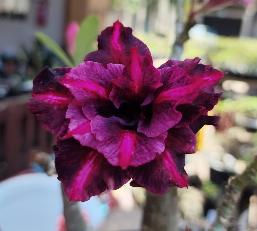 Podadinha - Rosa do Deserto Ferrari Black