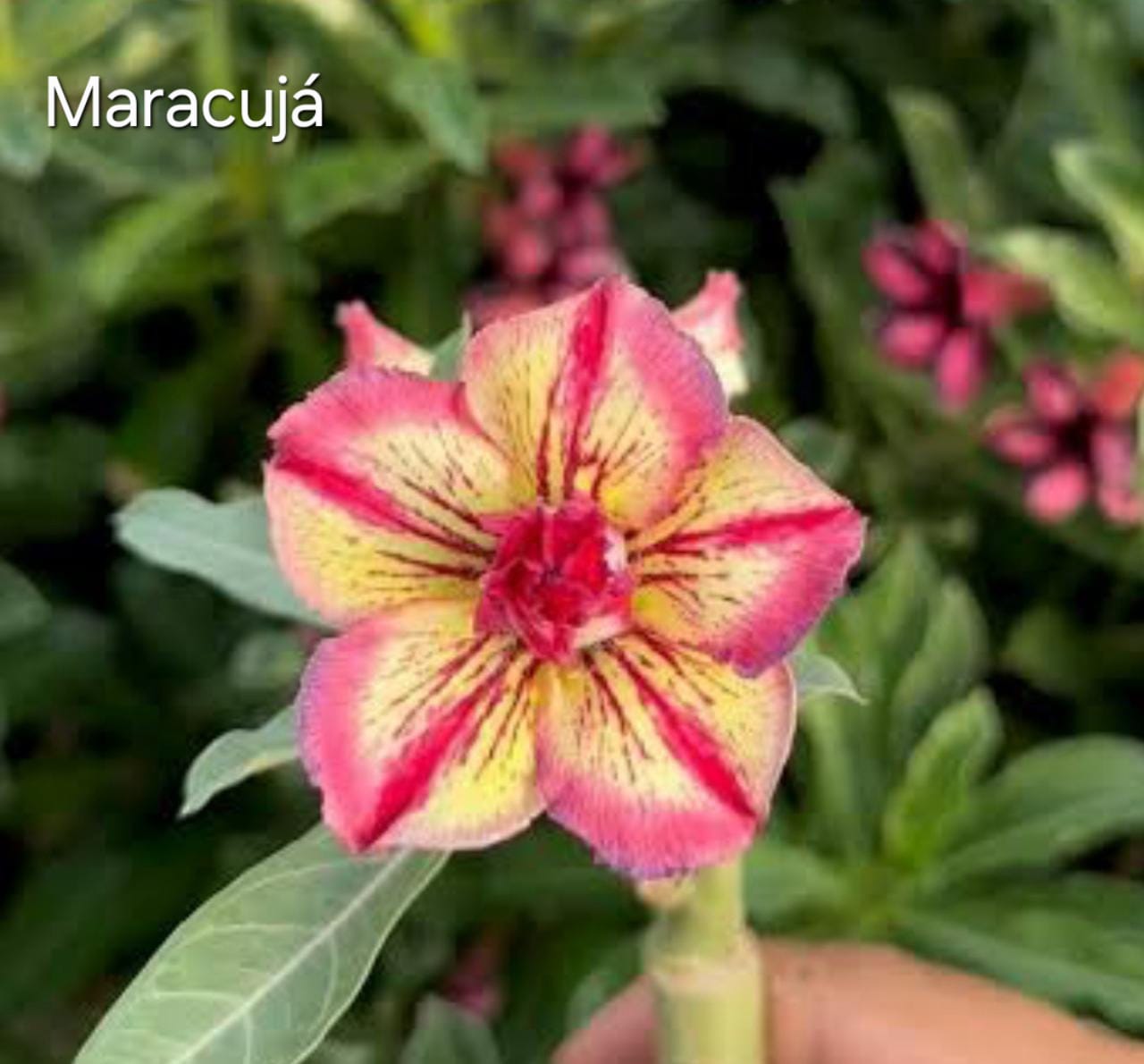 Pré Venda - Rosa do Deserto Maracuja - Imagem 2