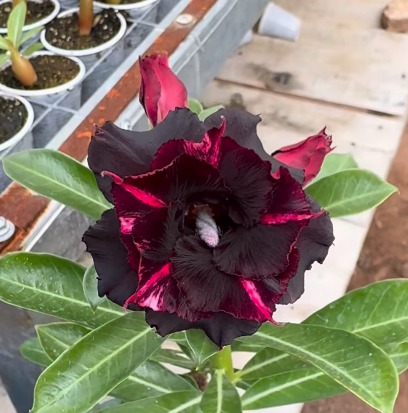 Pré Venda - Rosa do Deserto Ouro Negro - Imagem 4